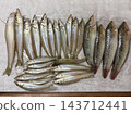 A sea fishing catch featuring a variety of fish including large and small Japanese whiting and wrasse. 143712441