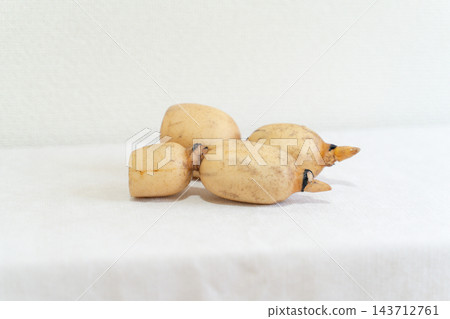 蓮藕橫向生長 蓮藕橫向生長 143712761