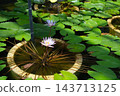 佐伯區植物園大型溫室裡的熱帶睡蓮 143713125