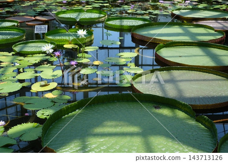 佐伯區植物園熱帶水生植物景觀 143713126