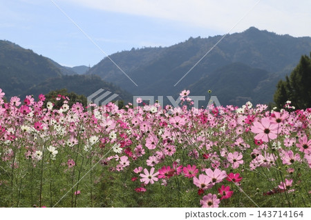俯瞰山脈的波斯菊 俯瞰山脈的波斯菊 143714164