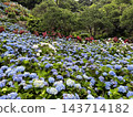 A garden of blue hydrangeas blooming all over the hillside 143714182