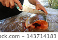A cook scrapes the scales off a piece of fresh rainbow trout using a sharp kitchen knife. The fleshy cut of fish is being prepared on a table covered with clear plastic wrap. 143714183