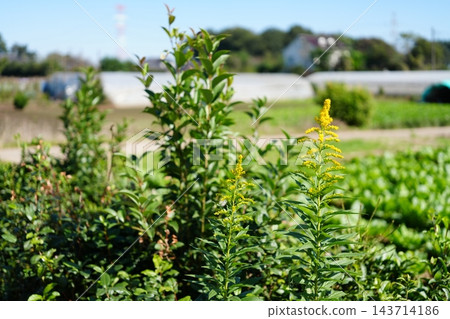 藍天下盛開的金雞菊 藍天下盛開的金雞菊 143714186