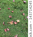 Autumn leaves scattered on the moss 143714245