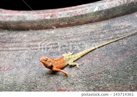 Close-up of a small brown and yellow lizard on rocky ground with tail extended Close-up of a small brown and yellow lizard on rocky ground with tail extended 143714361