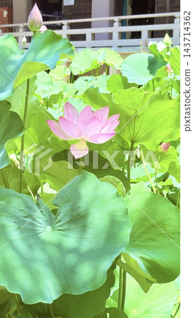 蓮花,夏日的陽光 蓮花,夏日的陽光 143714362
