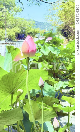 藍天上的蓮花 143714363