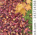 Autumn leaves scattered across the moss garden 143714368