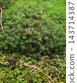 A cluster of moss with star-shaped leaves. 143714387
