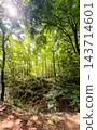 Tranquil forest environment featuring dense greenery and calming sounds 143714601