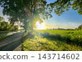Bright sunlight shines through forest onto tranquil rural routes 143714602