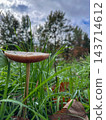 Glistening drops on grass with forest backdrop under cloudy sky 143714612