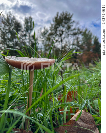 Glistening drops on grass with forest backdrop under cloudy sky 143714612