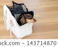 A miniature dachshund in a pet carrier bag. 143714870