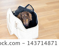A miniature dachshund in a pet carrier bag. 143714871