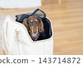 A miniature dachshund in a pet carrier bag. 143714872