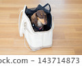 A miniature dachshund in a pet carrier bag. 143714873
