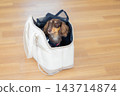A miniature dachshund in a pet carrier bag. 143714874