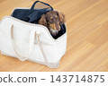A miniature dachshund in a pet carrier bag. 143714875
