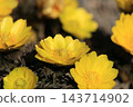 Flower of Fukujou 143714902