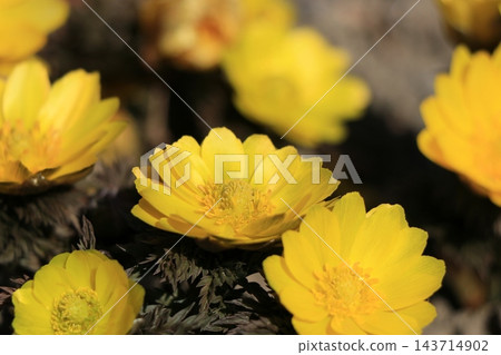 Fukujou之花 Fukujou之花 143714902
