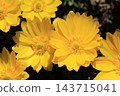 Flower of Fukujou 143715041
