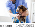 Pet: A miniature dachshund receiving a checkup at a veterinary hospital. 143715053