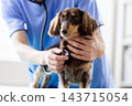 Pet: A miniature dachshund receiving a checkup at a veterinary hospital. 143715054