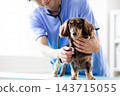Pet: A miniature dachshund receiving a checkup at a veterinary hospital. 143715055