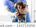 Pet: A miniature dachshund receiving a checkup at a veterinary hospital. 143715056