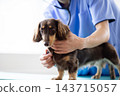 Pet: A miniature dachshund receiving a checkup at a veterinary hospital. 143715057