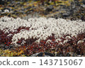 北阿爾卑斯山脈的大片五瓣水楊梅（Geum pentapetalum） 143715067