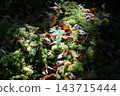 白駒池周圍的苔蘚和落葉 143715444