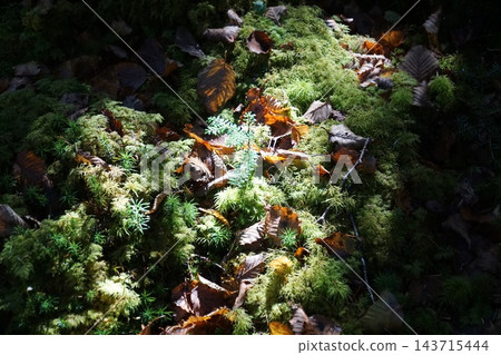 白駒池周圍的苔蘚和落葉 白駒池周圍的苔蘚和落葉 143715444