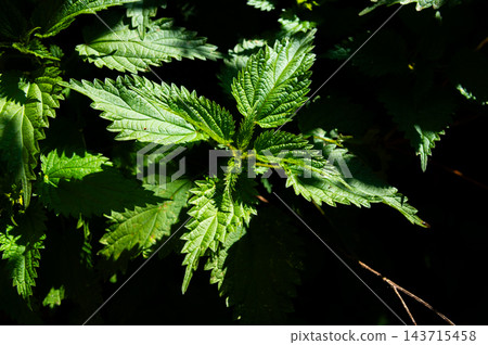 Green leaves with serrated edges in natural light Green leaves with serrated edges in natural light 143715458