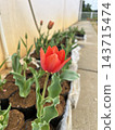 Red tulips blooming in pots 143715474