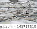Hooded Crows Foraging On Icy River Floe In Winter Landscape, Cold Wildlife Scene 143715615