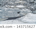 Hooded Crows Foraging On Icy River Floe In Winter Landscape, Cold Wildlife Scene 143715627