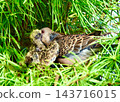 一群東方斑鳩。 143716015