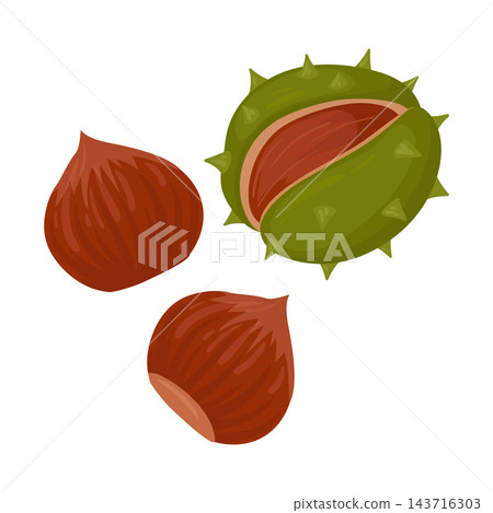 Chestnuts in husk. Brown chestnuts with open shell flat vector illustration. Autumn harvest and woodland food graphics Chestnuts in husk. Brown chestnuts with open shell flat vector illustration. Autumn harvest and woodland food graphics 143716303