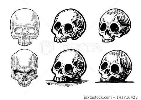 Skull human. Engraving vintage vector black illustration. Skull human. Engraving vintage vector black illustration. 143716428