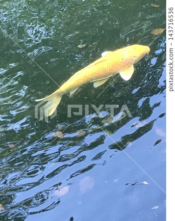 鯉魚在水面上游動 143716536