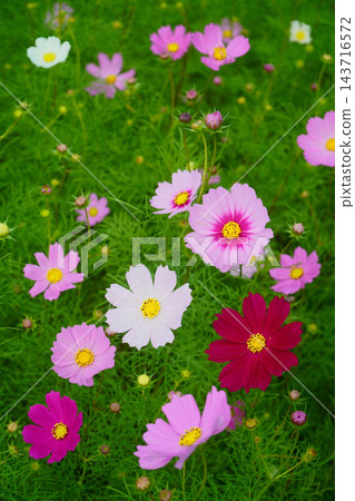 七彩波斯菊花海 143716572