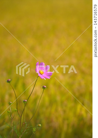 一朵沐浴在秋色中的波斯菊。 一朵沐浴在秋色中的波斯菊。 143716579