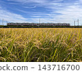 A train running through a blue sky and golden rice fields (autumn rural scenery) 143716700