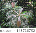 A plant damaged by insects regrows new shoots, demonstrating resilience and the power of nature to recover. 143716752