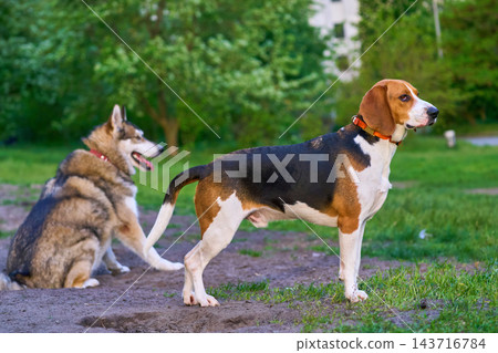 Waiting.Domestic dogs, friends Beagle and Laika on walk Waiting.Domestic dogs, friends Beagle and Laika on walk 143716784