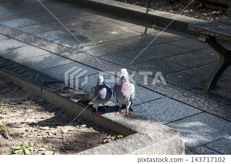 一對鴿子在鵝卵石街道的路沿上曬太陽。 143717102