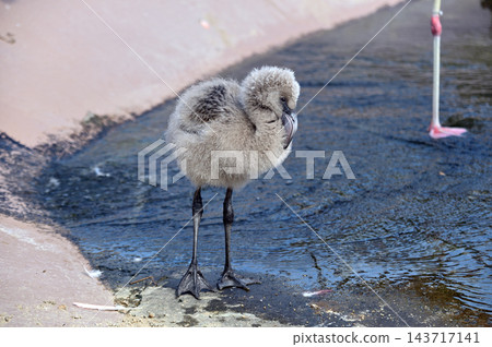 火烈鳥的孩子 143717141